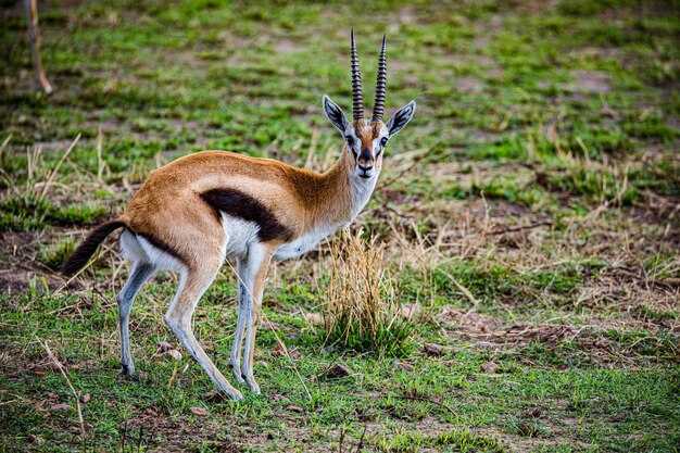 Газели в культуре и искусстве