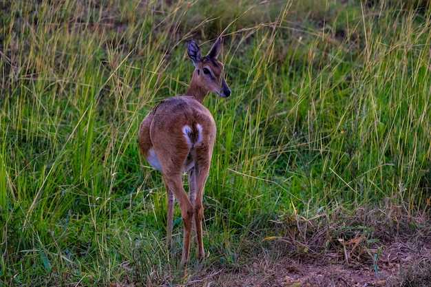 Размножение газелей: период гона и забота о потомстве